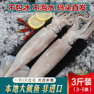 无包冰鲜活冷冻大鱿鱼青岛连云港海捕鱿鱼海鲜水产包邮3斤装