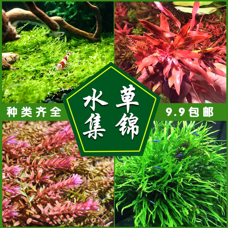 活体前中后景水草植物淡水草缸造景装饰鱼缸莫斯绿菊水榕懒人包邮