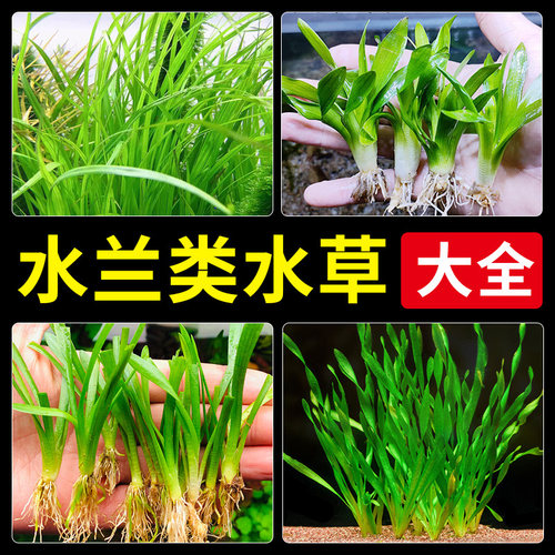 水兰水草大小水兰新手鱼缸造景