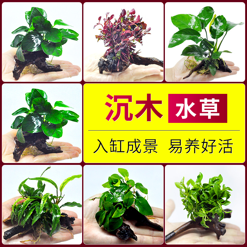 沉木水草鱼缸造景自动沉底真草