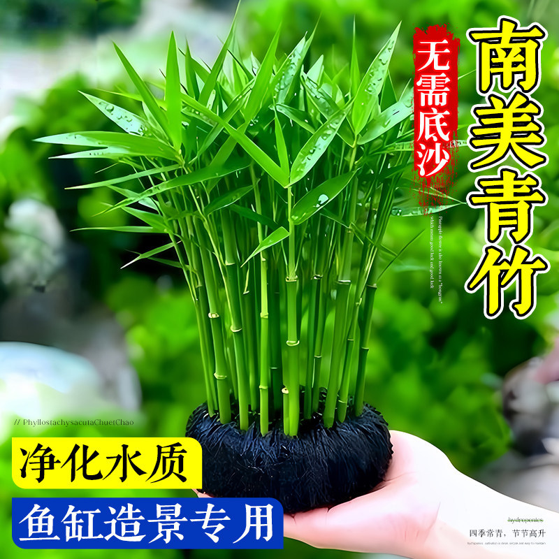 青色水景南美青竹水草鱼缸植物图片
