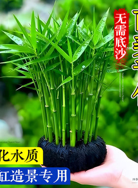 南美青竹水草鱼缸净水增氧