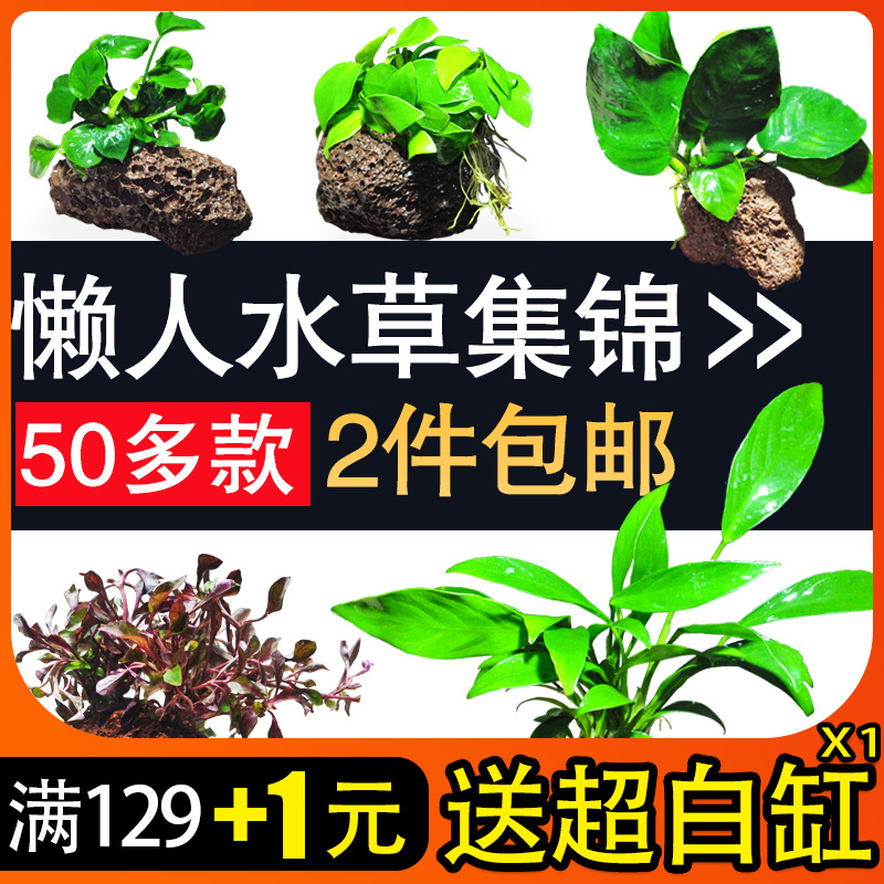包邮懒人水草易养水榕水草种子沉木绿菊前中后景水草活体鱼缸装饰