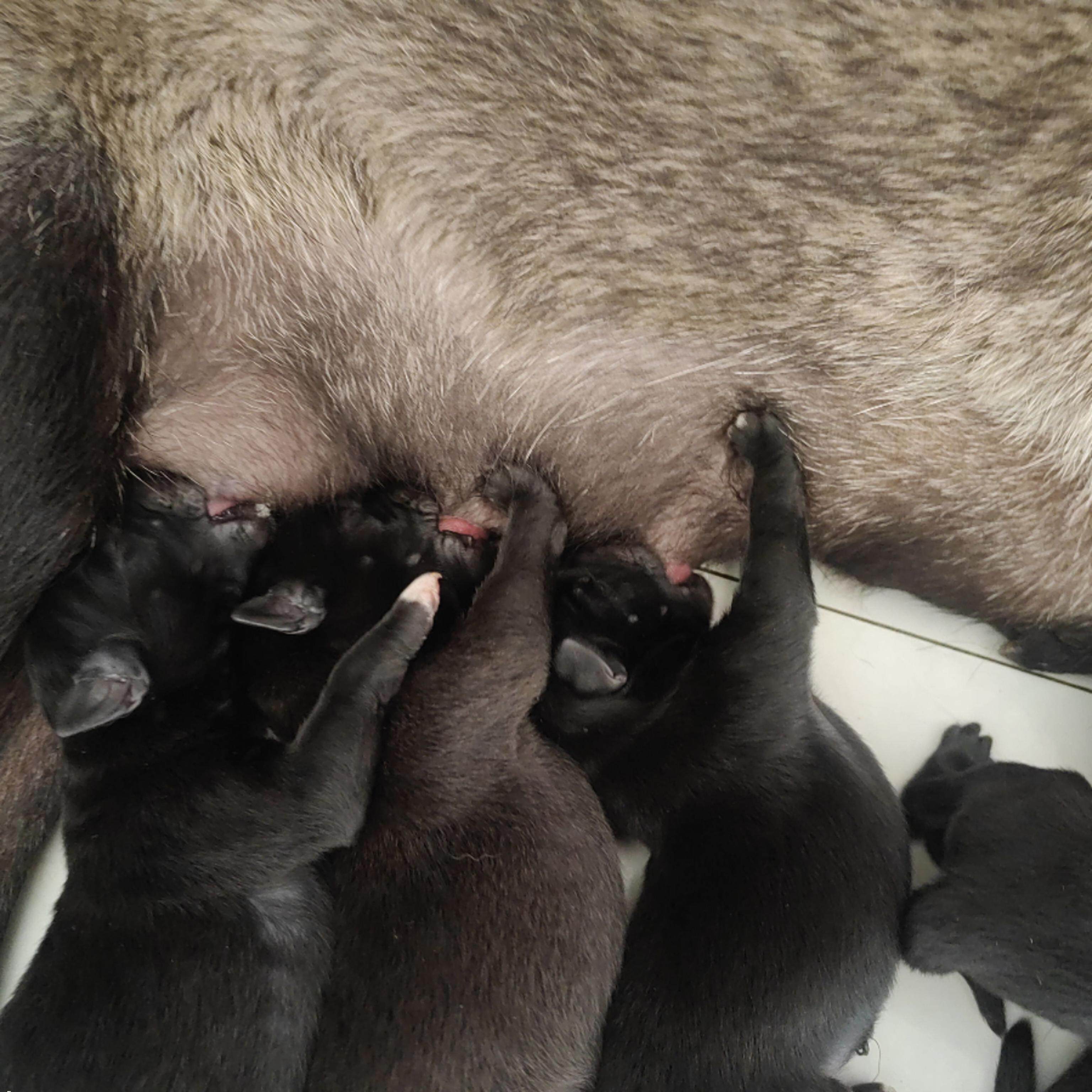 中华田园犬四眼铁包金幼犬大黄狗广西土猎犬农村黑狗白狗虎斑幼犬