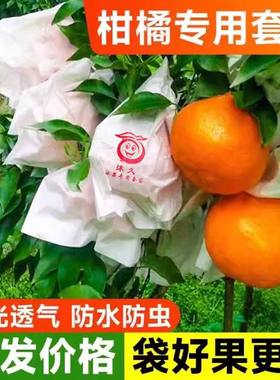 柑橘红美人专用套袋番石榴纸