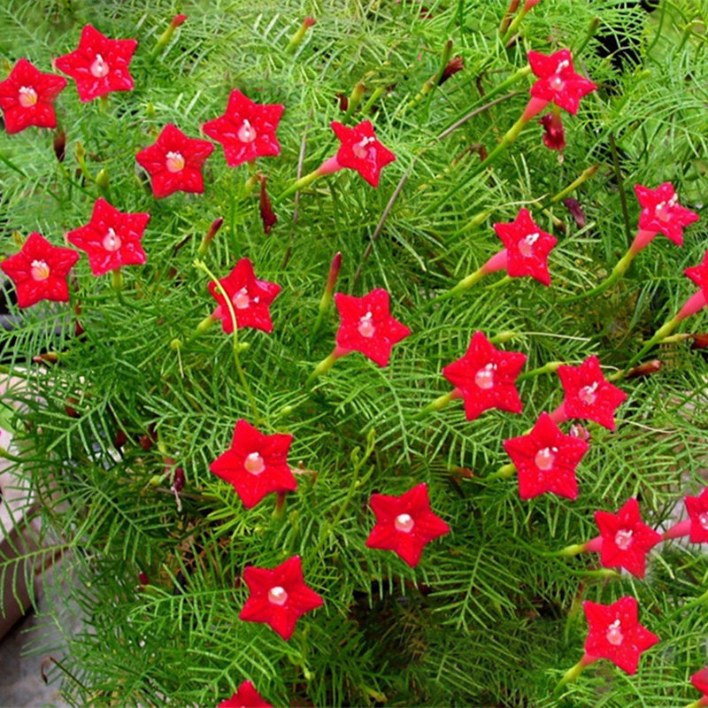 五星花种子四季播种一年开花籽易活羽叶茑萝藤蔓爬藤植物花种籽子