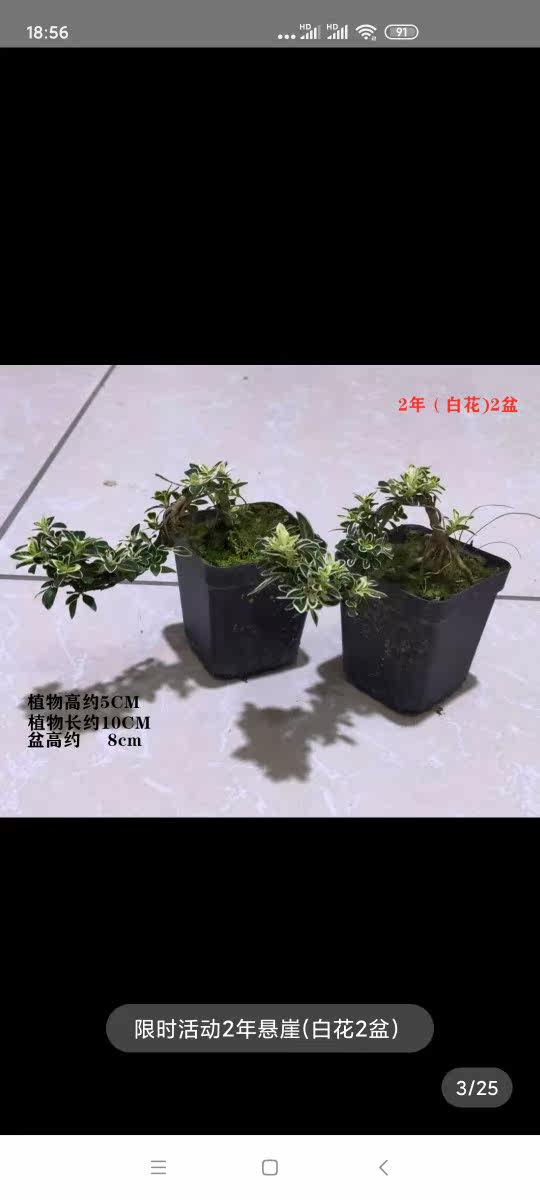 金边六月雪 附石盆景 提根六月桌面绿植