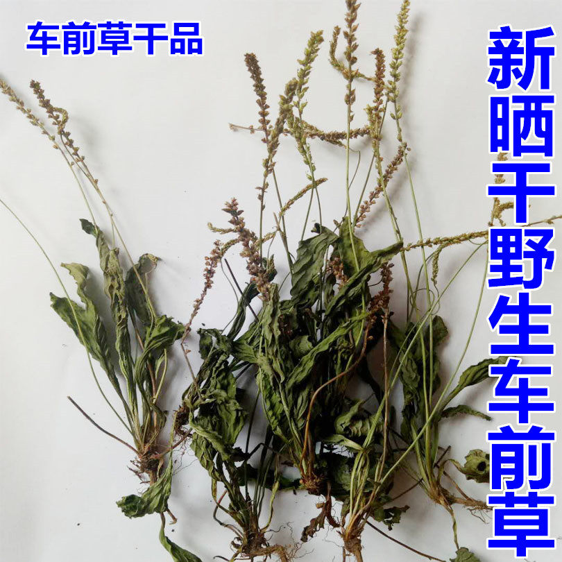 2018年新自然晒干正宗车前草干品野生车轮菜干货整棵全草一斤包邮