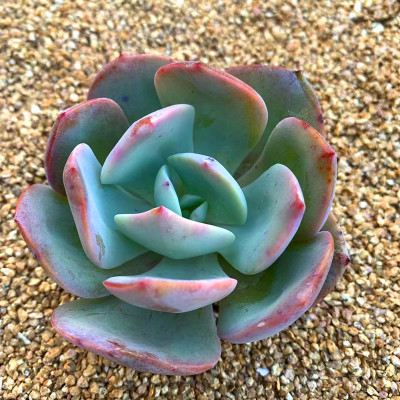 多肉植物开花白凤老庄吸甲醛防辐射绿植盆景块根仙人球生石花包邮