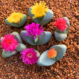 漠上花多肉植物生石花金铃玉肉缀花绿植盆景风铃玉小红嘴安贞猴脸