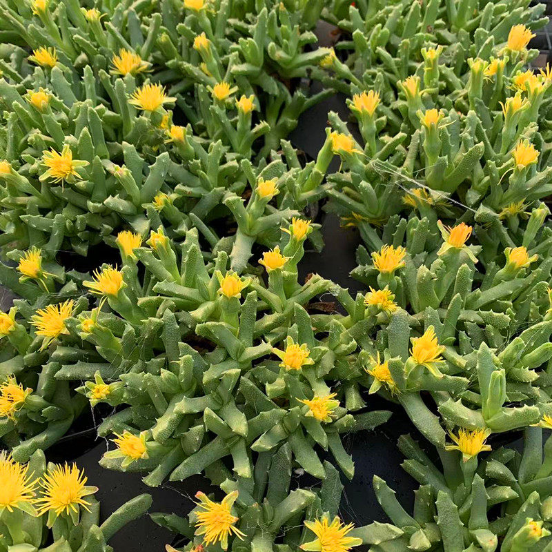 多肉植物开花套餐芳香波崩龙刺陵赵波吸甲醛防辐射绿植盆景包邮花,鲜花速递/花卉仿真/绿植园艺,多肉植物,淘宝优惠券,粉丝福利购,淘宝优惠卷