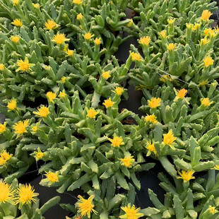 多肉植物开花套餐芳香波崩龙刺陵赵波吸甲醛防辐射绿植盆景包邮花