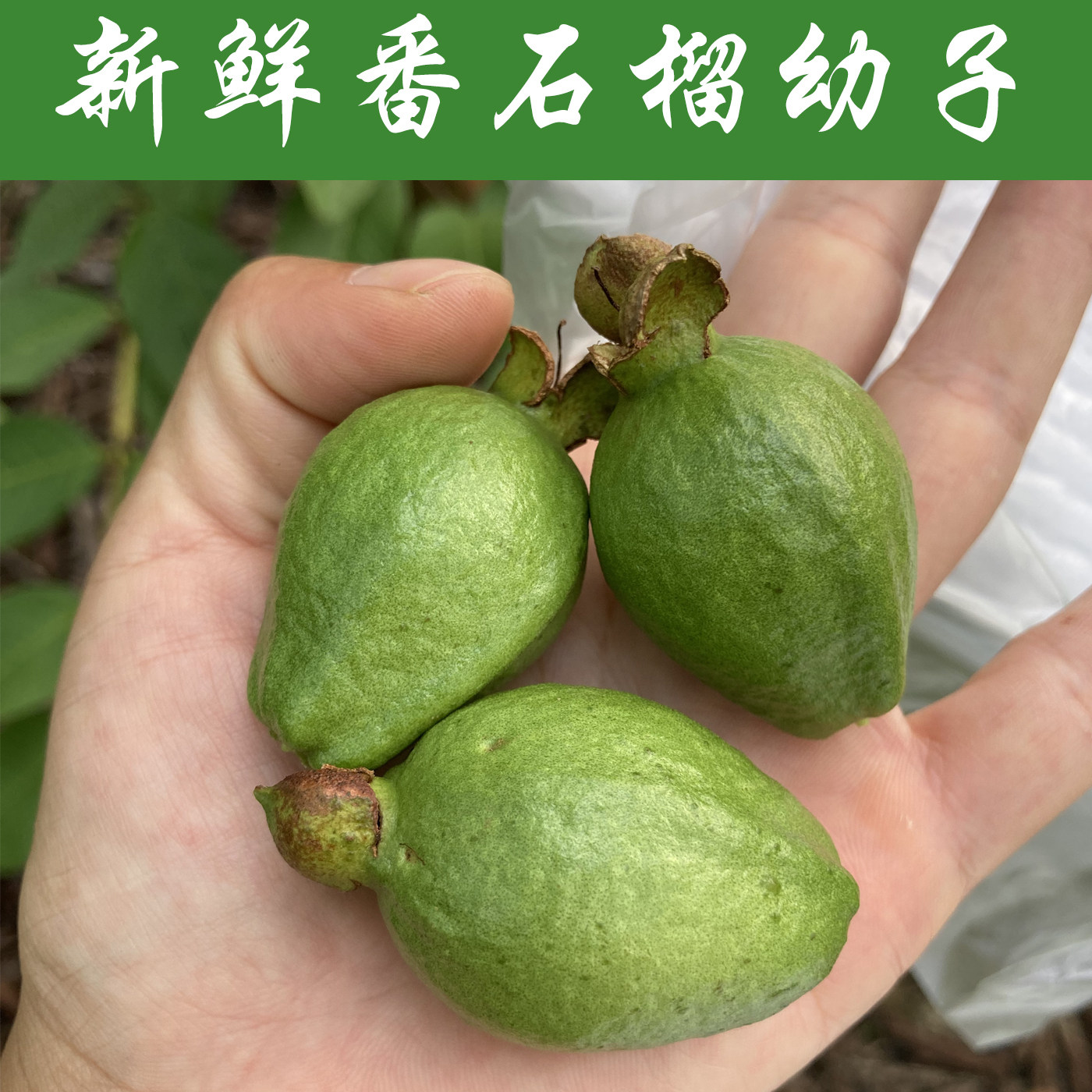 新鲜生小番石榴幼果干三高果茶芭乐干蕃石榴仔无糖整个芭乐煮水