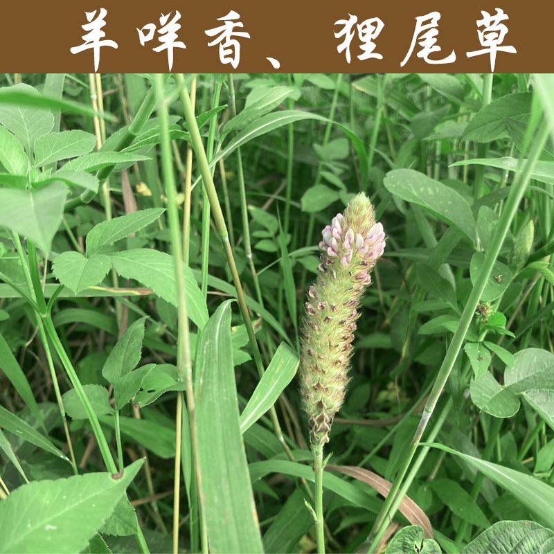 狸尾草干货新鲜羊咩香草药狐尾草护肝草狸尾煲汤料中药材煲水凉茶