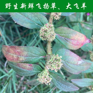 新鲜野外飞扬草大飞扬节节花白乳汁草中草药现采肤痒洗澡通少乳顺