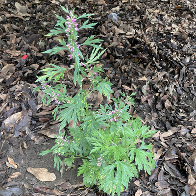新鲜益母草非种植益母茺蔚益明益母艾坤草顺丰500g中草药山草药