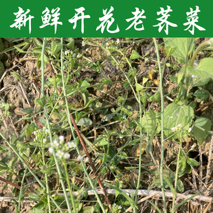 新鲜开花老荠菜花整棵带根带籽带花地菜花野菜煲汤煮鸡蛋顺丰