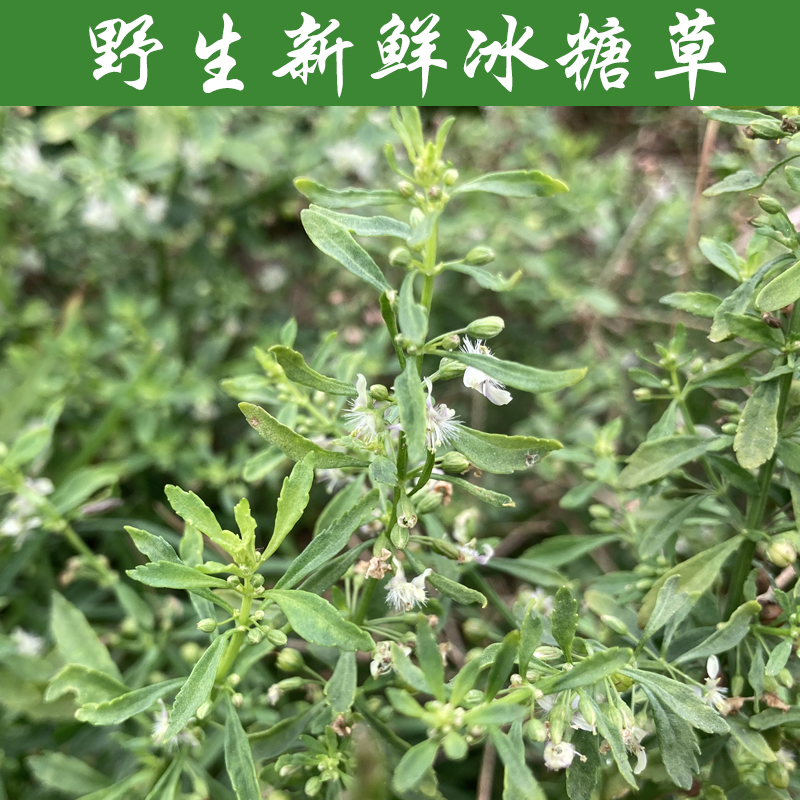 新鲜冰糖草野甘草香仪珠子草假甘草土甘草四时茶、通花草、节节珠