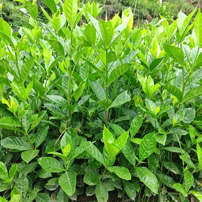 阿里山1号水栀子扦插苗