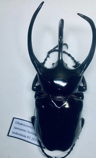 独角仙南洋大兜虫标本战神海神CC 亚种昆虫标本真虫甲虫锹蝴蝶