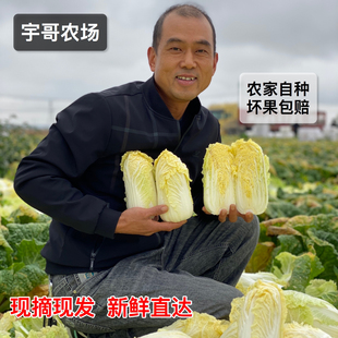 【不泡药】新鲜时令黄心娃娃菜甘甜小白菜露天原生态种蔬菜涮火锅