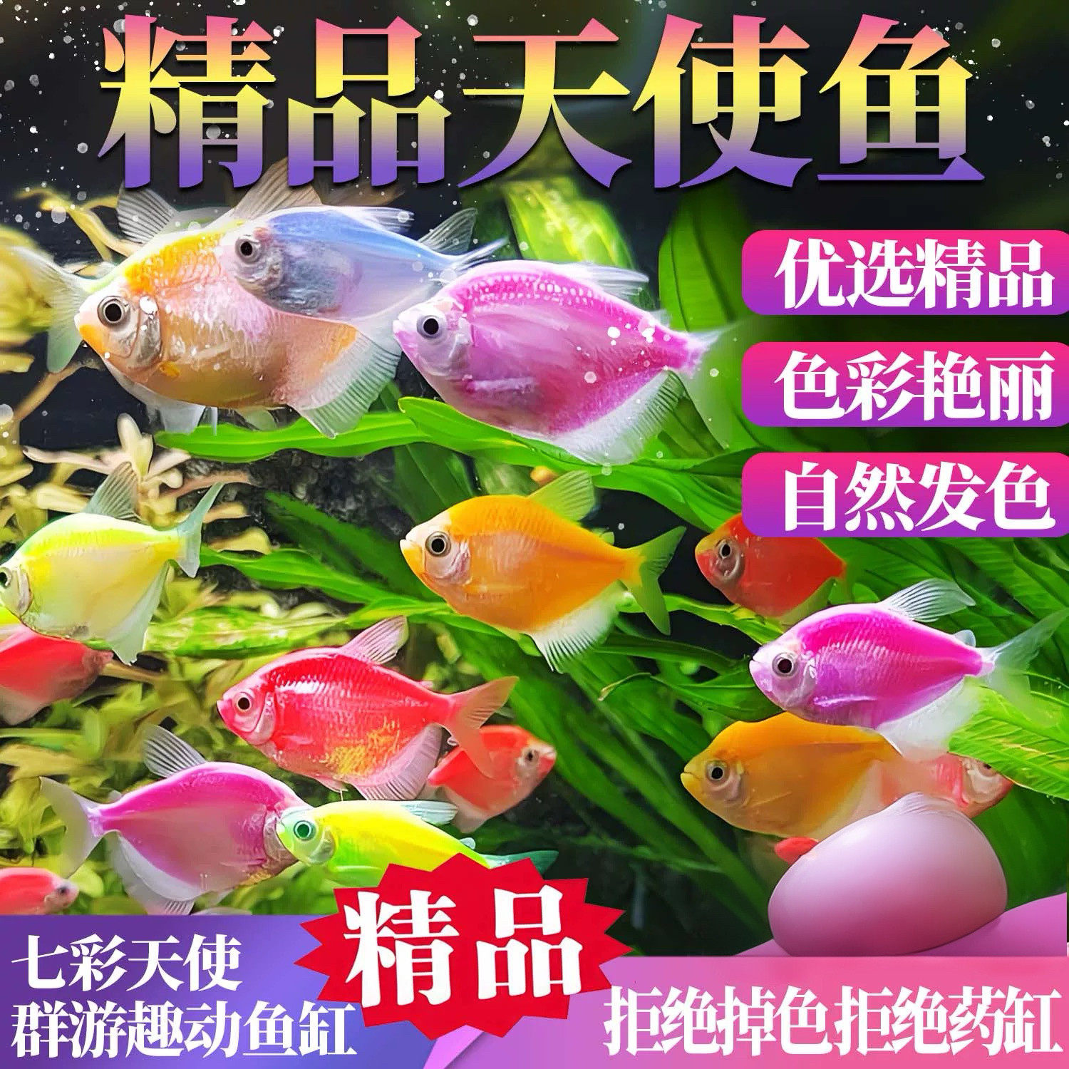 天使鱼观赏鱼大号群游懒人小型淡水好养耐活红天使老虎热带鱼鱼苗