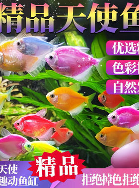 天使鱼观赏鱼大号群游懒人小型淡水好养耐活红天使老虎热带鱼鱼苗