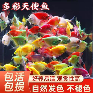 天使鱼观赏鱼大号群游懒人小型淡水好养耐活红天使老虎热带鱼鱼苗