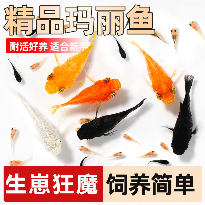 观赏鱼胎生玛丽红玛丽三色玛丽鱼活体热带鱼红米奇好养耐活新手