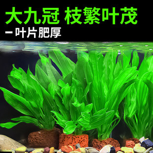 大叶绿九冠懒人水草植物真草阴性净水增氧好养活鱼缸造景装 饰新手