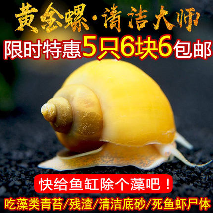 观赏螺黄金螺斑马螺活体螺吃鱼龟便便螺清苔污清洁除藻工具螺活体