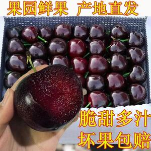 国产山东大樱桃水果新鲜当季整箱5斤装美车厘子新鲜水果特早包邮