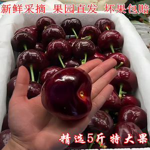 国产山东大樱桃水果新鲜当季整箱5斤装美车厘子新鲜水果特早包邮