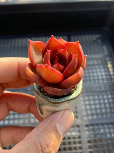 E25 包邮 多肉植物一物一拍18 红灯