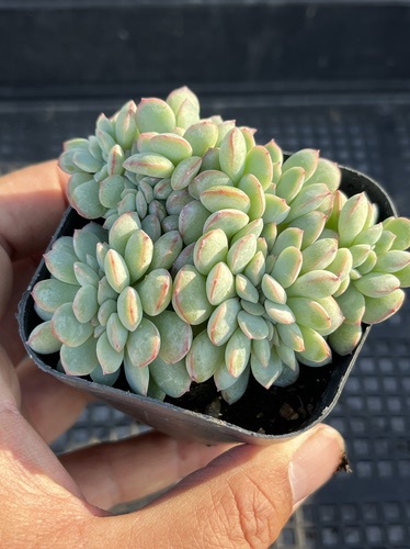 荷花缀化  多肉植物一物一拍18包邮J22