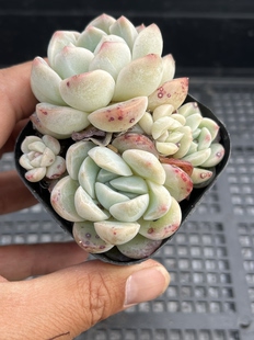 梦幻泡影  多肉植物一物一拍18包邮D15