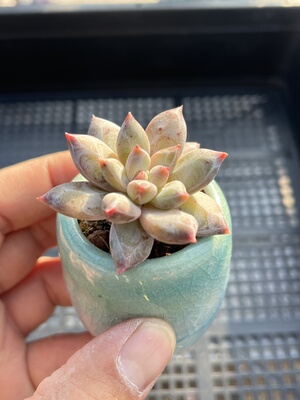 杜松  多肉植物一物一拍18包邮E25-2