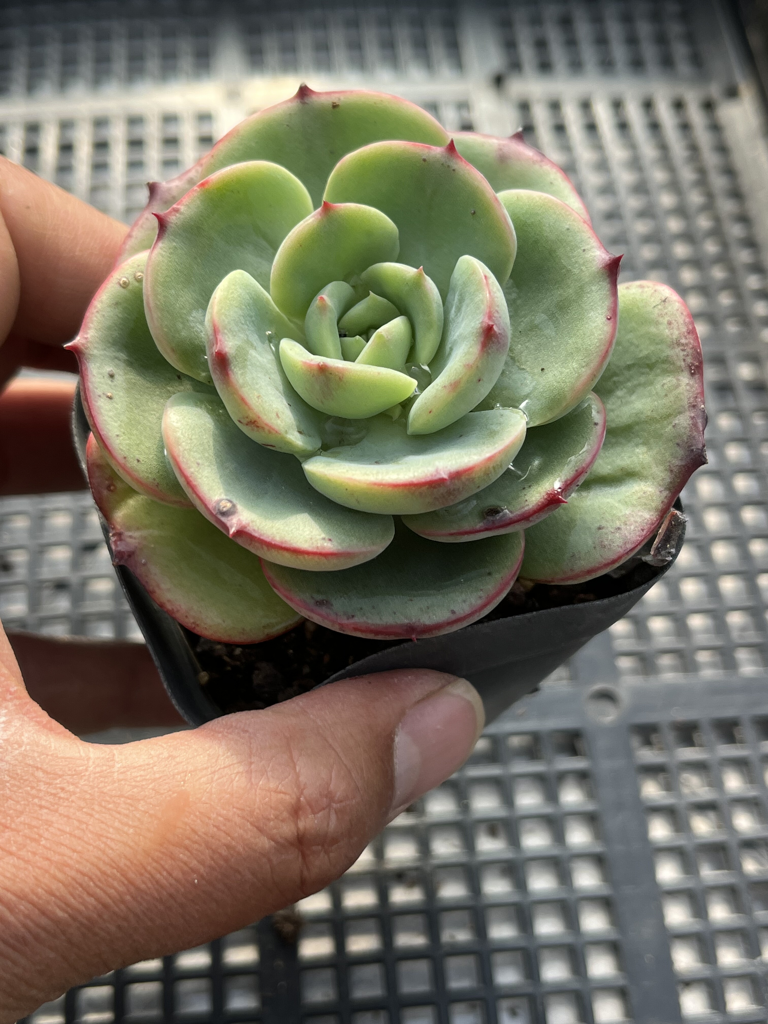 杂交  多肉植物一物一拍18包邮Y28-2