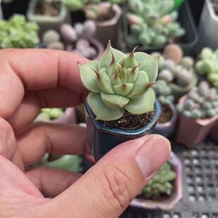 托斯卡