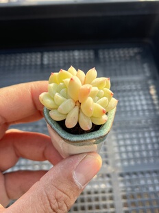 E25 包邮 多肉植物一物一拍18 冰糕