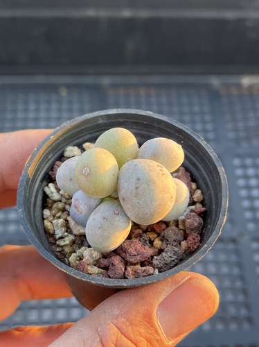 米可奶酪  多肉植物一物一拍18包邮S6