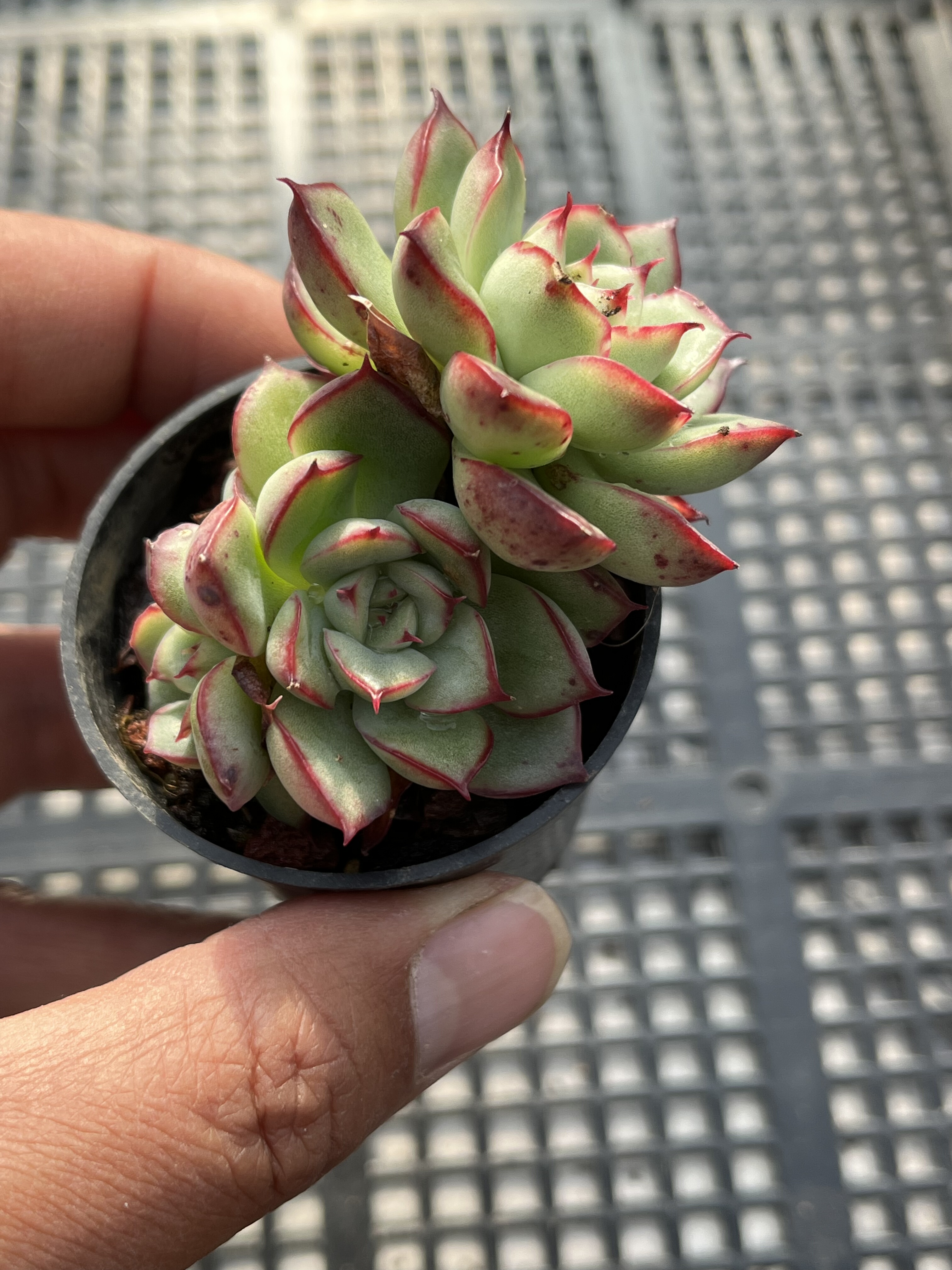 萤火  多肉植物一物一拍18包邮Y28-2