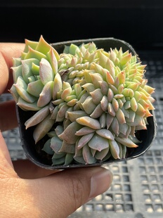 木樨甜心缀化 多肉植物一物一拍18包邮Y21