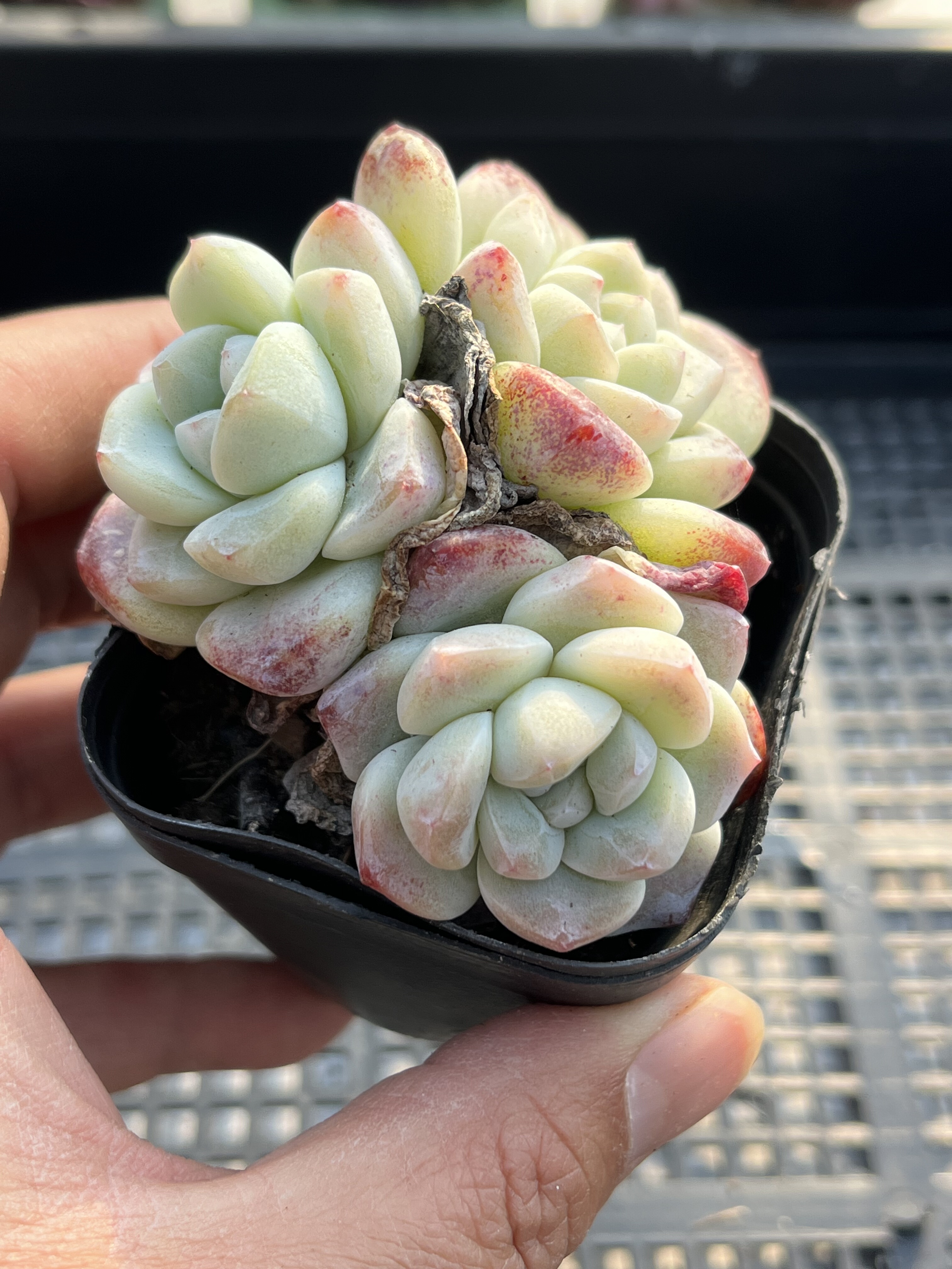 冰玉  多肉植物一物一拍18包邮Y22,鲜花速递/花卉仿真/绿植园艺,多肉植物,淘宝优惠券,粉丝福利购,淘宝优惠卷