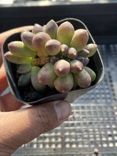 E25 包邮 多肉植物一物一拍18 千代田之松缀化