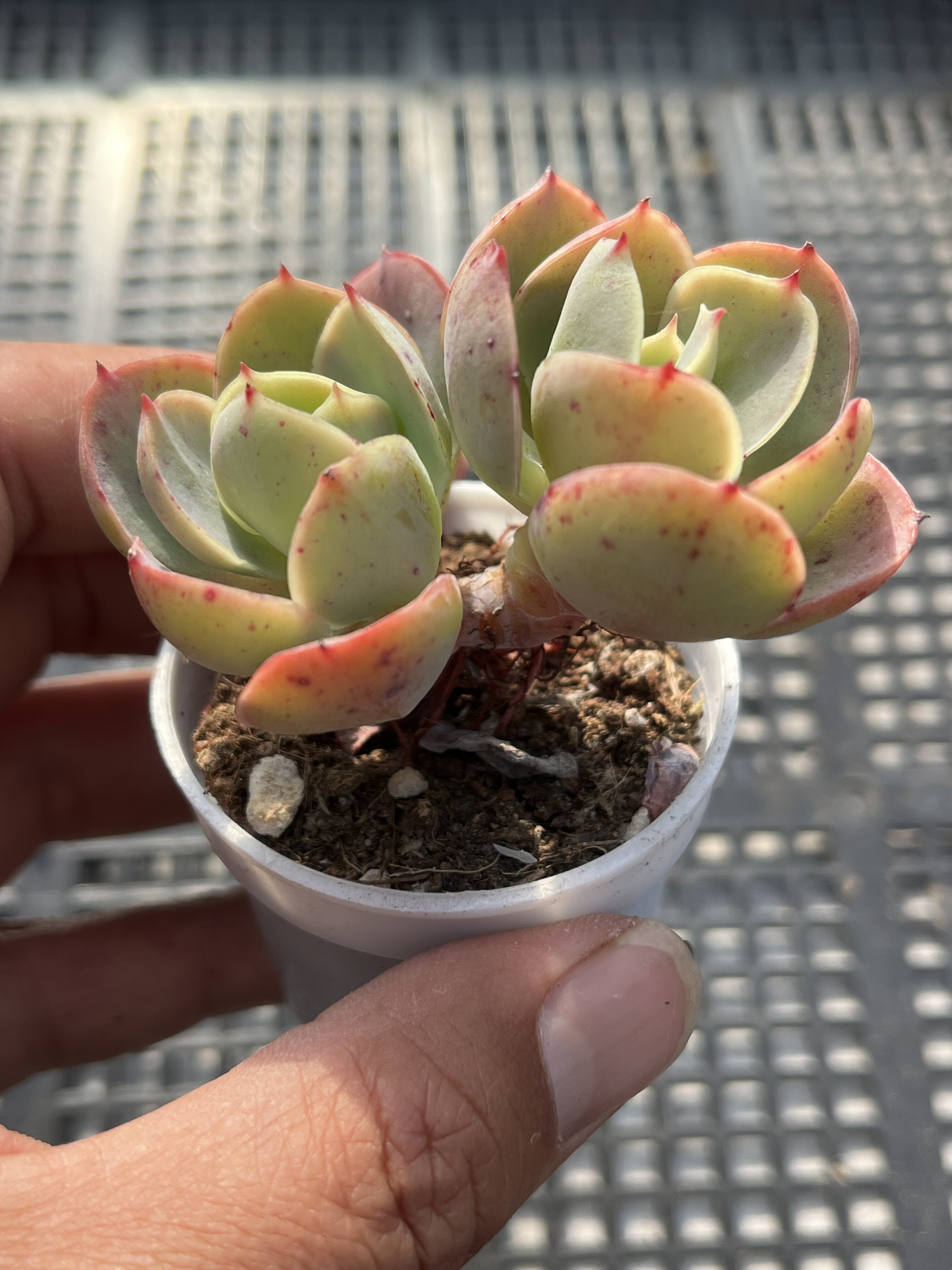 丸叶碧桃多肉植物一物一拍18包邮E1-2