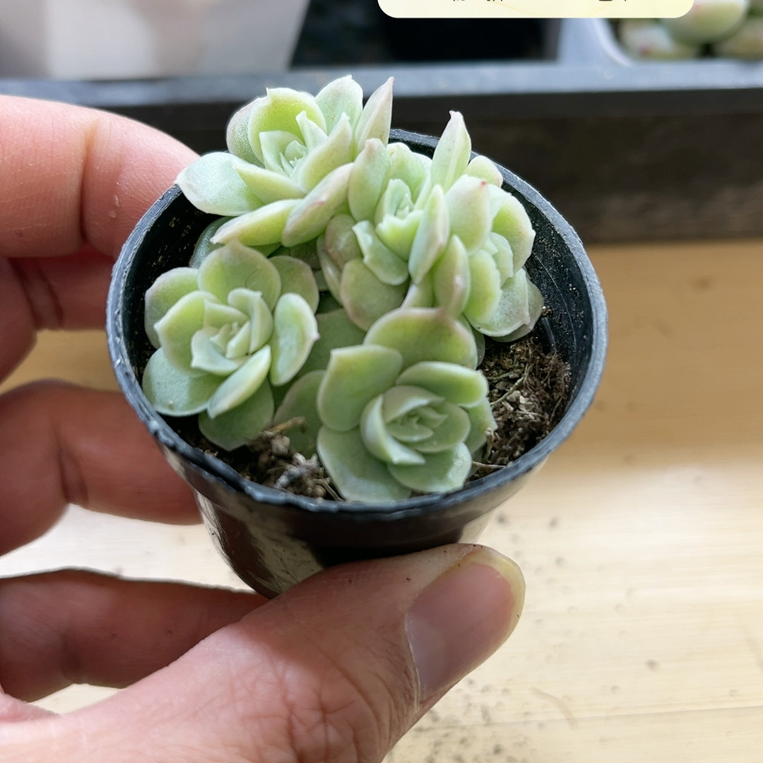 虾饺,鲜花速递/花卉仿真/绿植园艺,多肉植物,淘宝优惠券,粉丝福利购,淘宝优惠卷