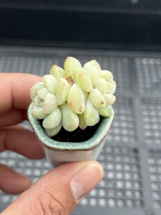 冰玉 多肉植物一物一拍18包邮E10