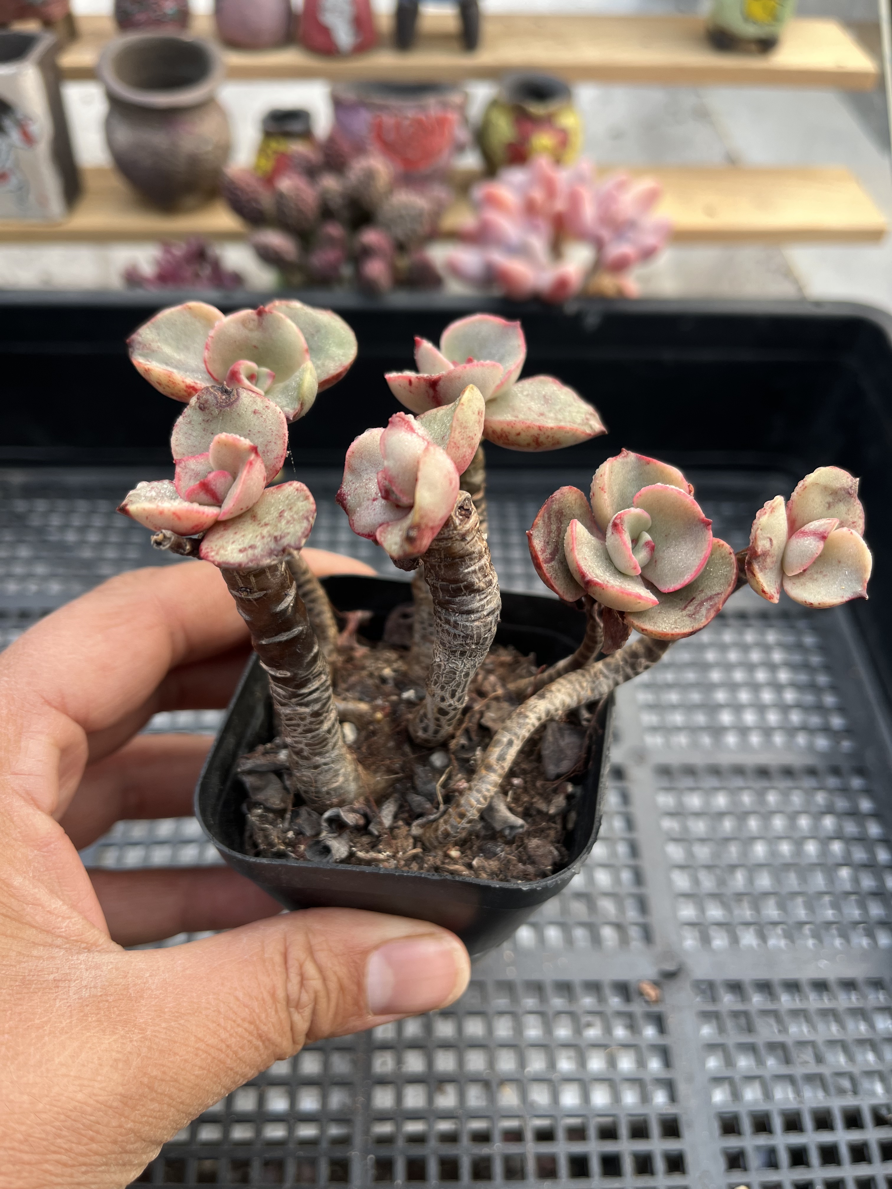 红梅杂交 多肉植物一物一拍18包邮E2