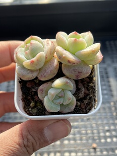 E25 包邮 多肉植物一物一拍18 珍妮